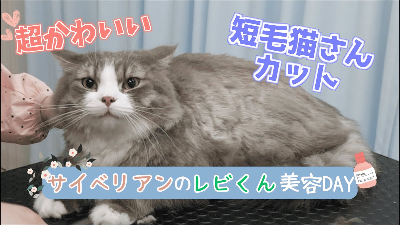 【オールシーズン人気のカット！！】可愛い猫さんの美容DAY / 猫専門サロン