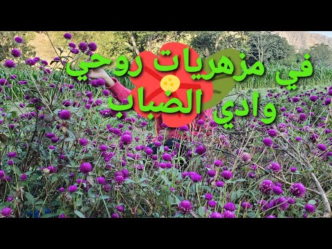 في مزهريات روحي مع مشاتل وادي الضباب تعز ايوب طارش اليمن