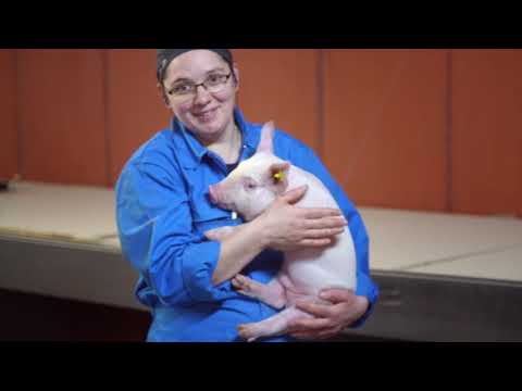 Βίντεο: Συμβατότητα Ωροσκοπίου: Pig-Libra