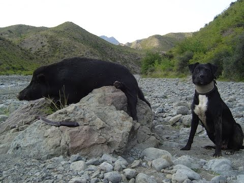 Video: Matuto Nang Magmaneho Ang Motor Mutts Sa New Zealand