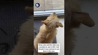 Dog Excitedly Rings Bell After Seeing Bears in Pool