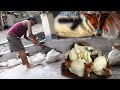 Abandoned dogs in a landfill, Dogs in butcheries, Abandoned dogs in accidents on the road, ...