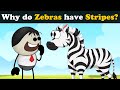 Why do Zebras have Stripes? + more videos | #aumsum #kids #science #education #children