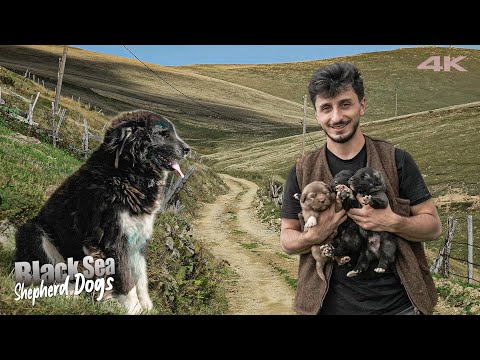 Yaylaların Aslanları: Karadeniz Çoban Köpekleri | Belgesel ▫️4K▫️