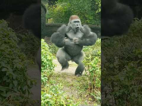 Video: Gorilla: foto, vikt. Var bor gorillorna?