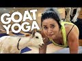 GOAT YOGA IS REAL?! (Get Jacked)