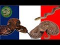 Tous les serpents de france