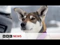 New video by BBC News on YouTube