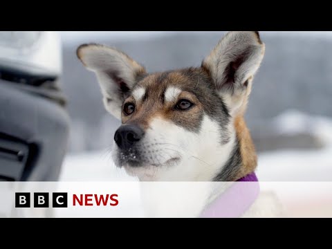 Video: Fryst Kokosnöt Ananas Hund Behandla Recept