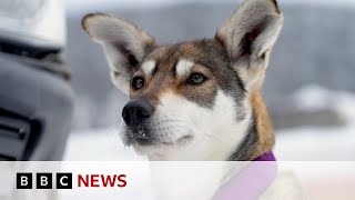 Canadas 450-Mile Dog Race Through Its Frozen North - Bbc News
