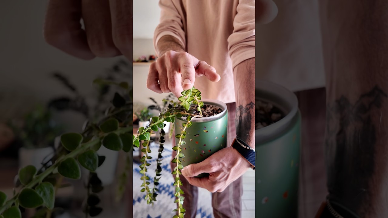 Вьющаяся хойя