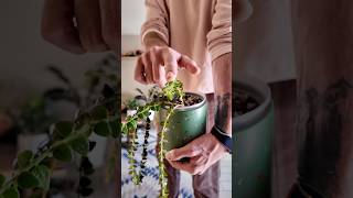 Trailing Hoya
