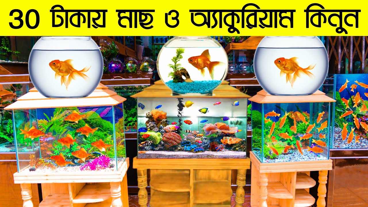 30 টাকায় মাছ ও অ্যাকুরিয়াম পাবেন ঢাকা বিশ্ববিদ্যালয় কাঁটাবন মার্কেট