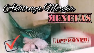 Telur Menetas