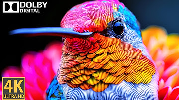 Realistic OLED Display Demo: See the Colors Come Alive!