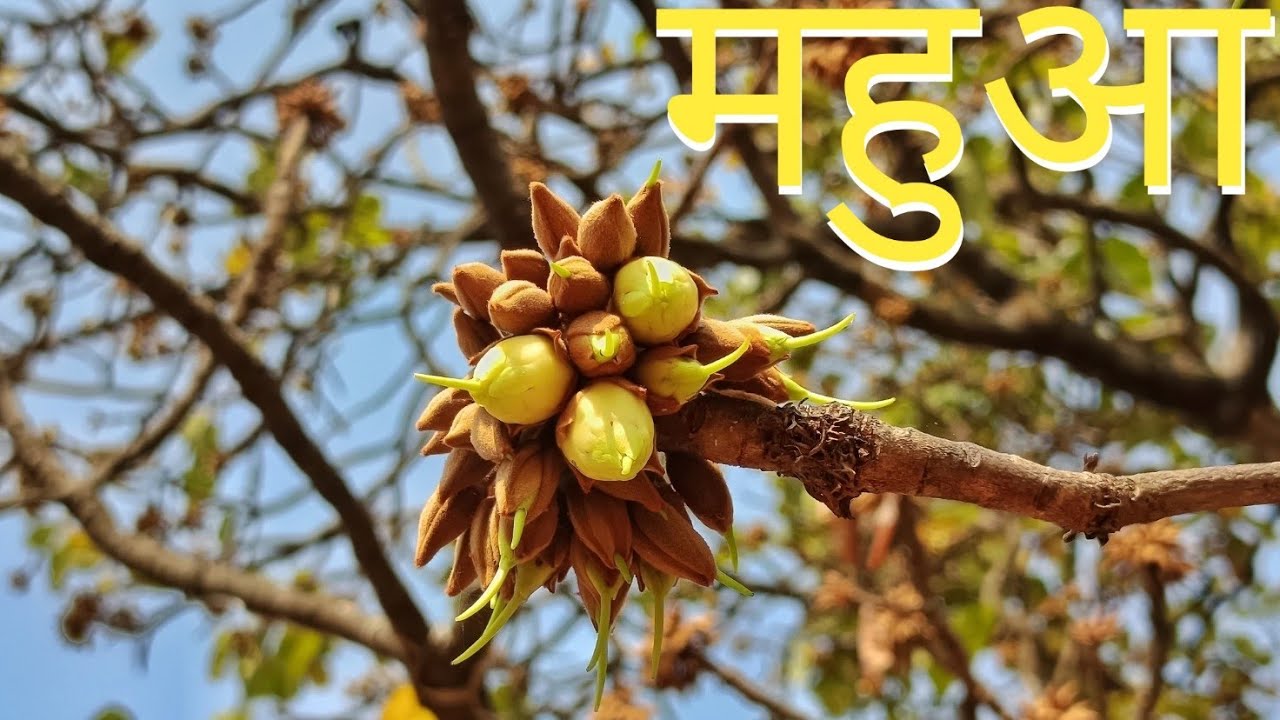 महुआ उठाने का समय आने वाला है Village Life in Jharkhand 