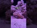 弄到一條抱卵的藍環章魚,仔細一想,這不又得搬家了#shorts #funny #搞笑 #搞笑视频 #pets #大熱門 #animals