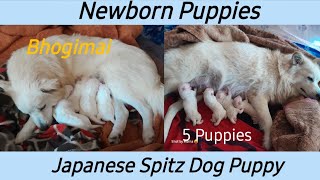 Newborn Puppies || Bhogimai Born 5 cute puppies || Japanese Spitz Puppy
