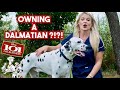 Owning a Dalmatian?? | What you need to know! の動画、YouTube動画。