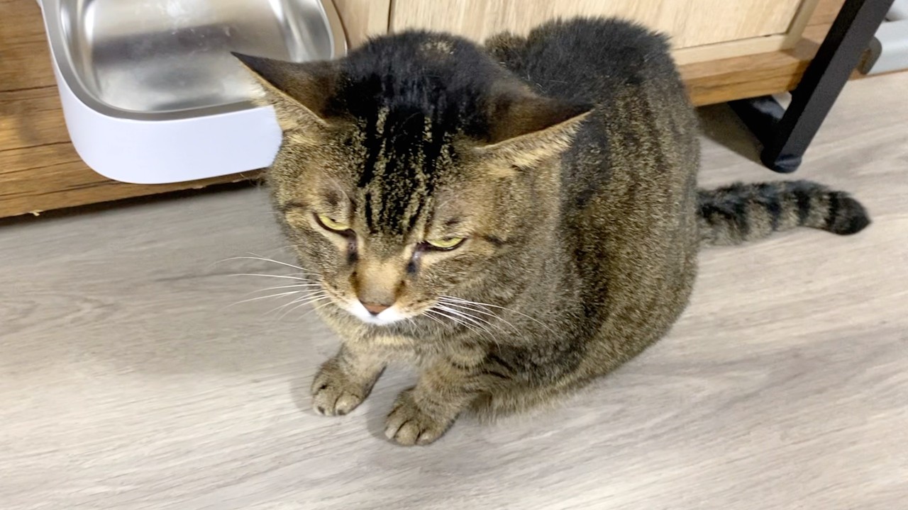 飼い主に爪を切られてガチで機嫌が悪い凶暴猫たち...