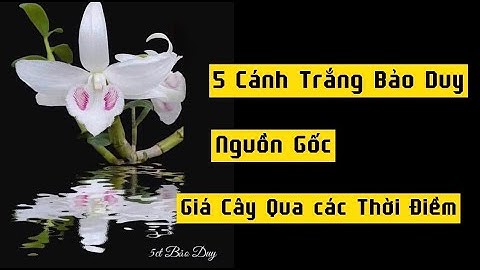 Lan 5 cánh trắng bảo duy giá bao nhiêu năm 2024