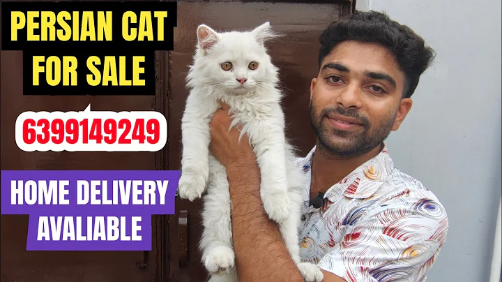 Video 9287681: persian cat grey kitten, persian cat kitten white, eyes persian cat kitten, persian cat kitten blue, persian cat male, cat kitten pets