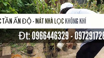 Cúc tần ấn độ đẹp nhà lọc không khí - Caycanhhaidang.com