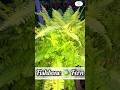 Fishbone fern  made by plant care with sahar