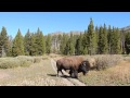 Yellowstone - Encontro com Bisão