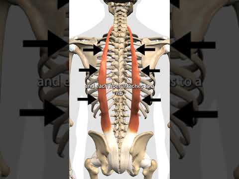 Video: A funksionon erector spinae?