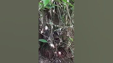 Bẫy chuột rừng || Forest mouse trap #shorts