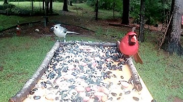 DIY Bird feeder with camera mount
