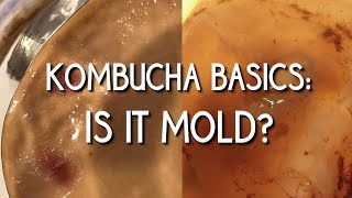 Kombucha Basics: Is it mold?