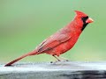 Cardenal Rojo Norteño - Canto Para Atraer Otra Ave