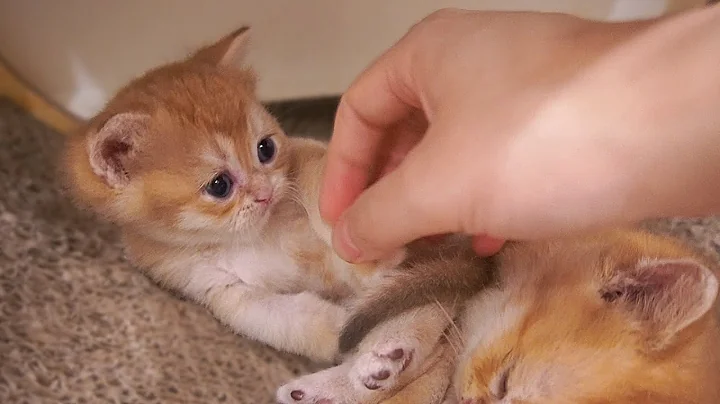 Video 6827621: british shorthair, kitten massage