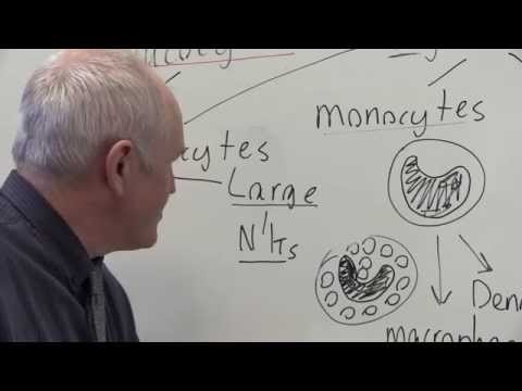 Blood 2, Cells, structure and function of red and white blood cells