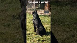 Andante Bandog “Dago Andante” bred by Andante Bandog Kennels - SK🇸🇰 #andantebandogkennels