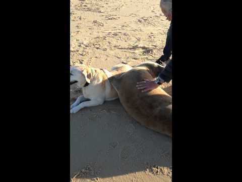 You le Phoque et un chien au Cap ferret "moment de tendresse" le 07/01/2015