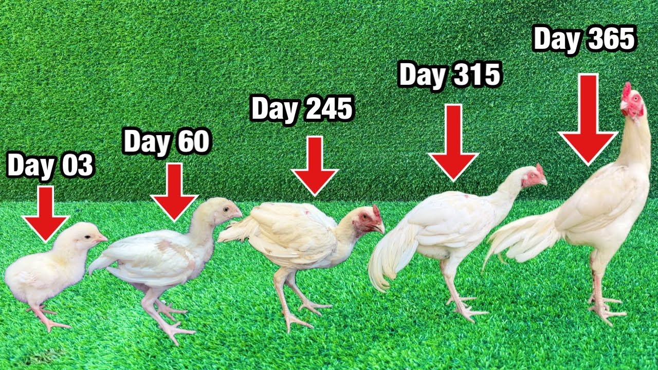 I had no idea that this little hen chick would grow up to be a precious white Aseel.