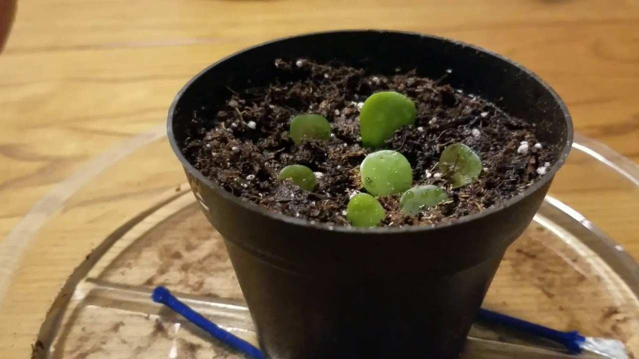 Propagating & misting my Elephant Bush plant