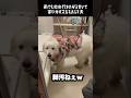 雨の日に家族に混沌をもたらす愛犬　#greatpyrenees #大型犬のいる生活 #大型犬 #大型犬と暮らす #グレートピレニーズ #愛犬 #犬のいる生活 #癒し #ゴールデンレトリバー