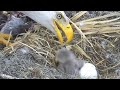 AEF ~Eagles~Mom is feeding her precious eaglet 🥰 ~1:12  2021/02/08