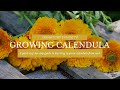 GROWING CALENDULA FROM SEED: Planting Calendula in Both Spring & Fall // Calendula as a Hardy Annual