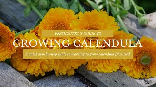 GROWING CALENDULA FROM SEED: Planting Calendula in Both Spring & Fall // Calendula as a Hardy Annual