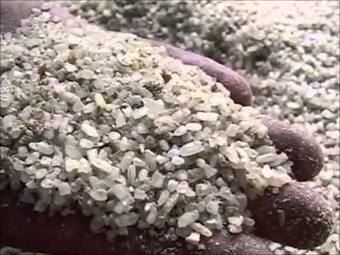 Rice: Harvesting and Threshing