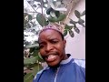 INGANTACCEN MAGANIN CIWON SUGA DA GANYEN TUMFAFIYA DA IZNIN ALLAH Pls Subscribe My Channel INGANTACCEN MAGANIN CIWON SUGA DA GANYEN TUMFAFIYA DA IZNIN ALLAH Pls Subscribe My Channel