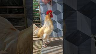 Suara ayam jantan berkokok di pagi hari #ayam #chicken #rooster