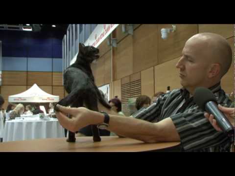 Video: Jak Probíhá Výstava Koček?