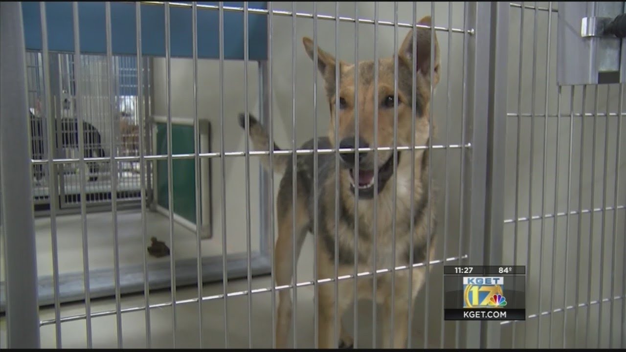 Adoption promotions continue at Kern County Animal Services - YouTube
