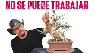 Cuándo NO HAY QUE TRABAJAR un Bonsai